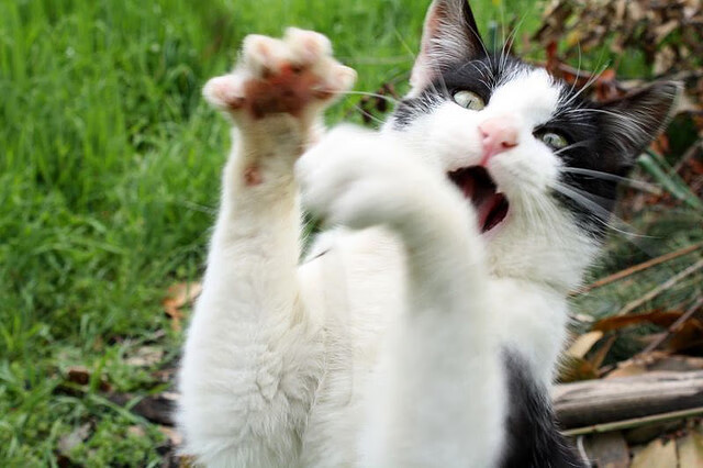 弗赖堡站位灵活打出多线推进模式,弗赖堡对多特蒙德比分预测