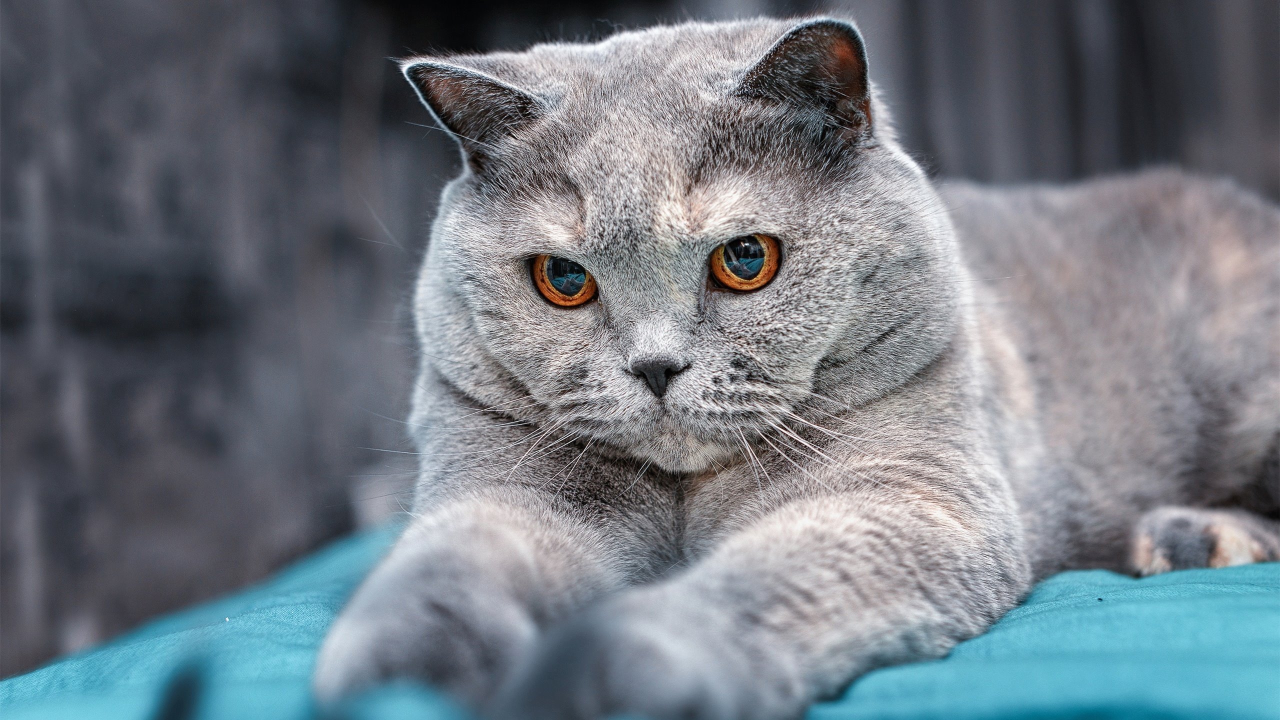 开云全站-田径选手生涯规划指导系统推广试点，田径计划