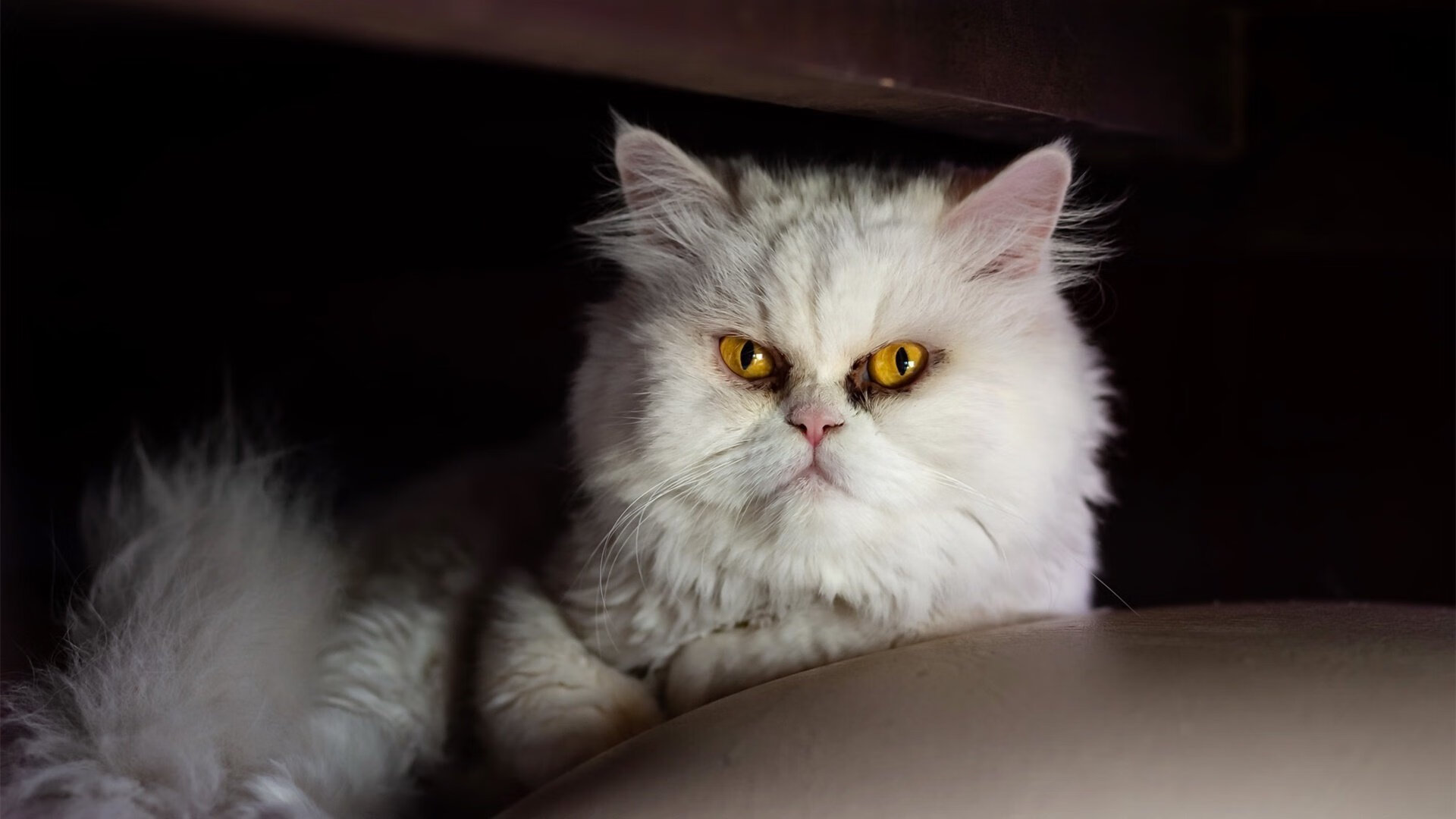 中国篮球发展论坛在京召开聚焦青训与职业体系，中国篮球发展联盟比赛直播