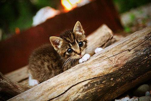 乔治·巴尔：每次防守后快速反击，为全黑队提供了进攻机会，乔治巴顿 百科