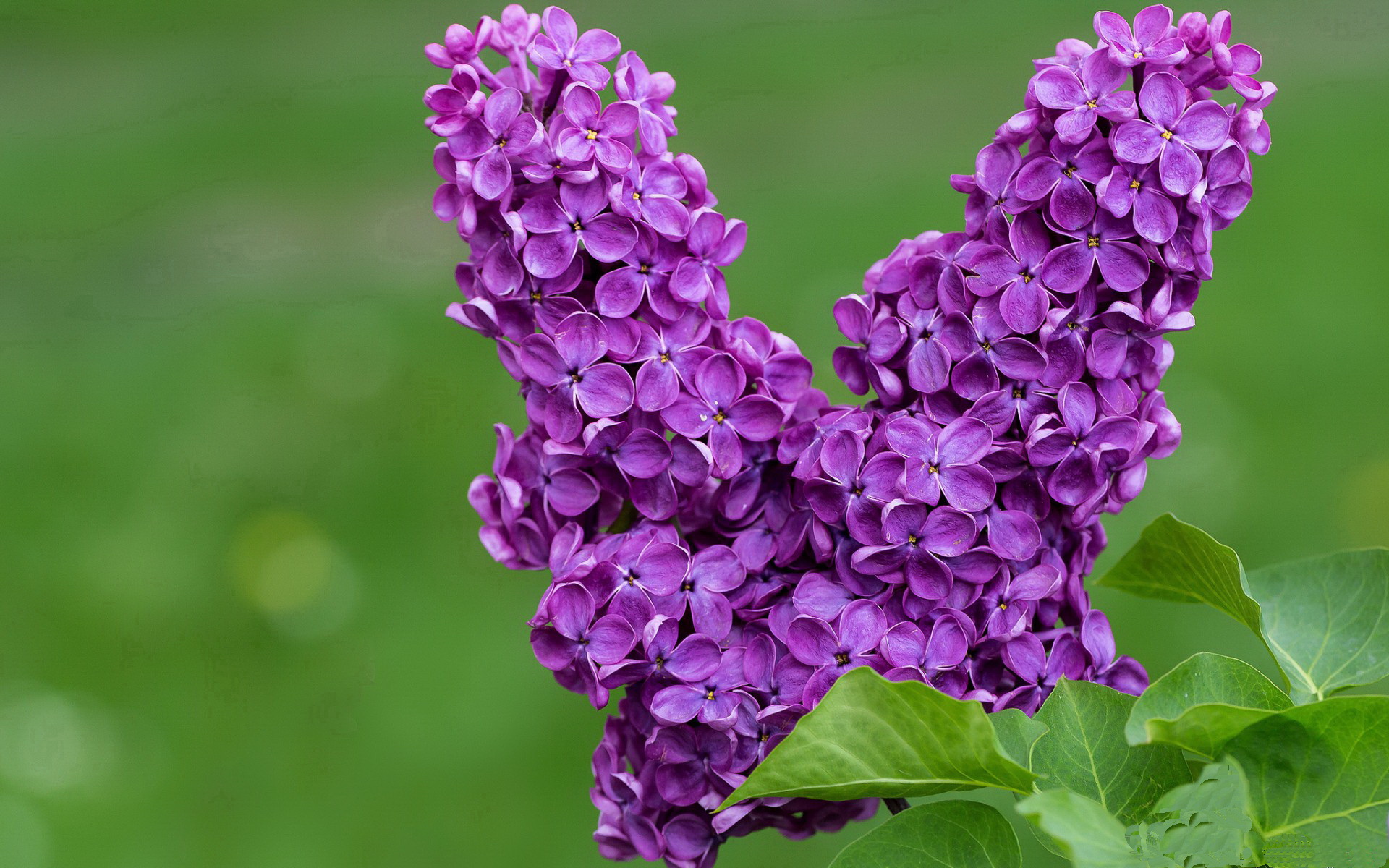 决赛观察：施瓦茨稳步推进全程无怯色，施瓦茨大奖的由来